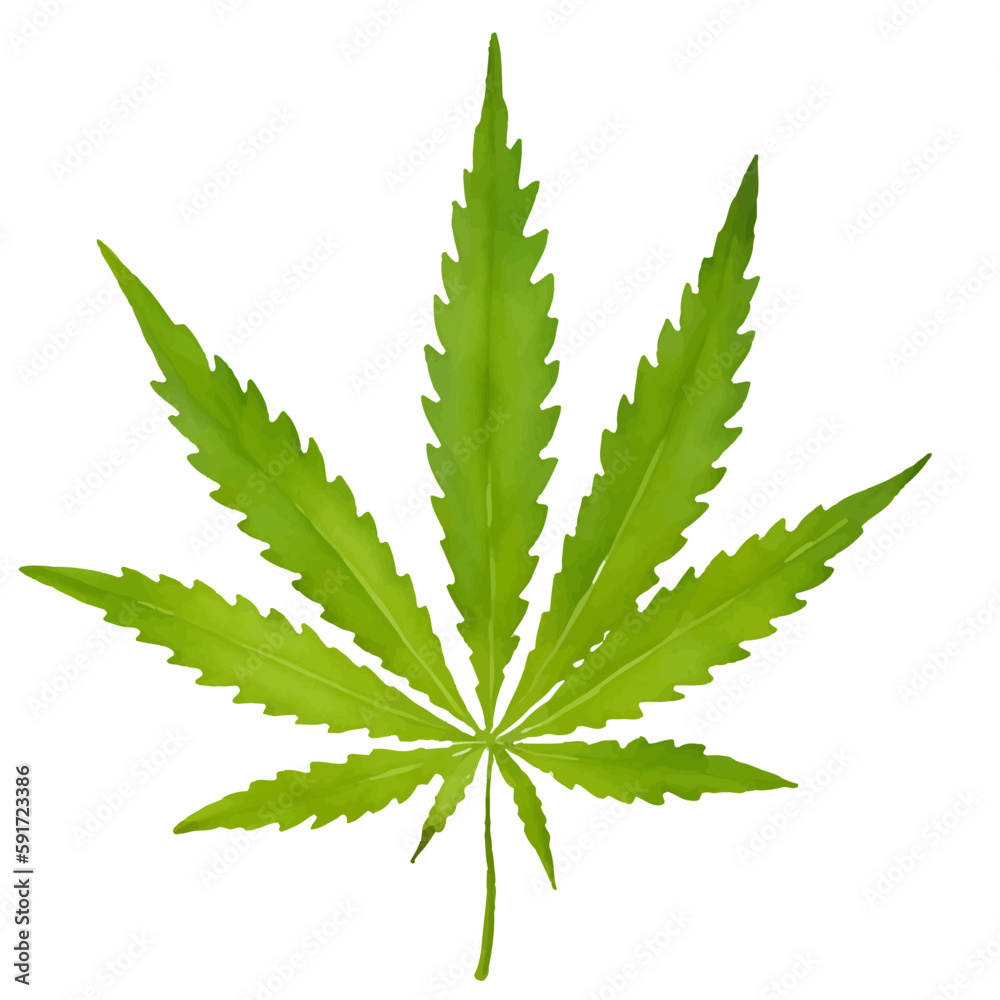 cannabis leaf with style hand drawn digital painting illustration cannabis leaf with style hand drawn digital painting illustration