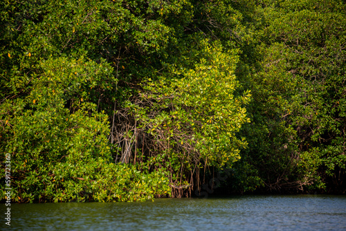 mangrove swamp in cove  as colombia by the sea tropical forest at the beach