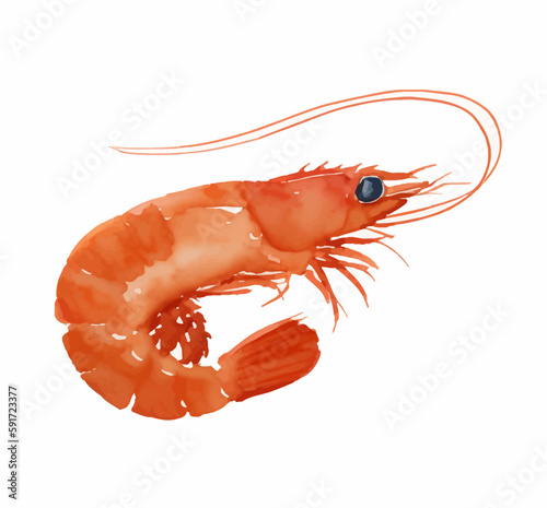 shrimp with style hand drawn digital painting illustration