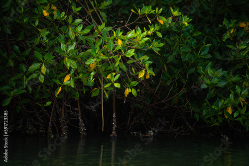 mangrove swamp in coveñas colombia by the sea tropical forest at the beach © cafera13