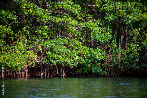 Fototapeta Naklejka Na Ścianę i Meble -  mangrove swamp in coveñas colombia by the sea tropical forest at the beach