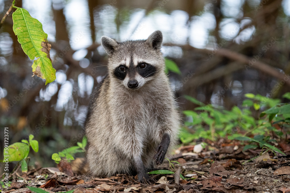 Fototapeta premium Common raccoon