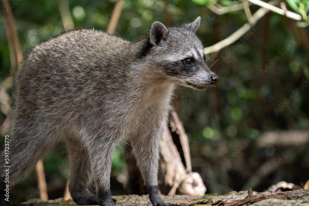 Naklejka premium Common raccoon