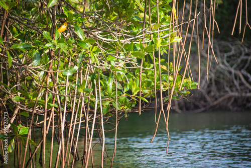 reflection in water reeds in the water mangrove swamp in cove  as colombia by the sea tropical forest at the beach with shells