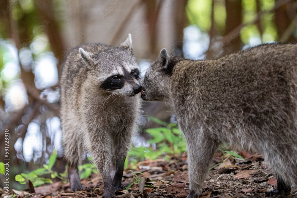 Common raccoon Common raccoon