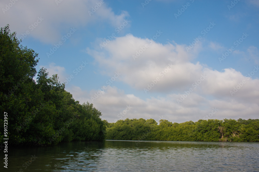 mangrove swamp in coveñas colombia by the sea tropical forest at the beach mangrove swamp in coveñas colombia by the sea tropical forest at the beach