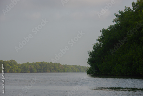 mangrove swamp in coveñas colombia by the sea tropical forest at the beach