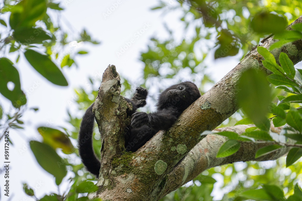 Obraz premium Yucatán black howler monkey