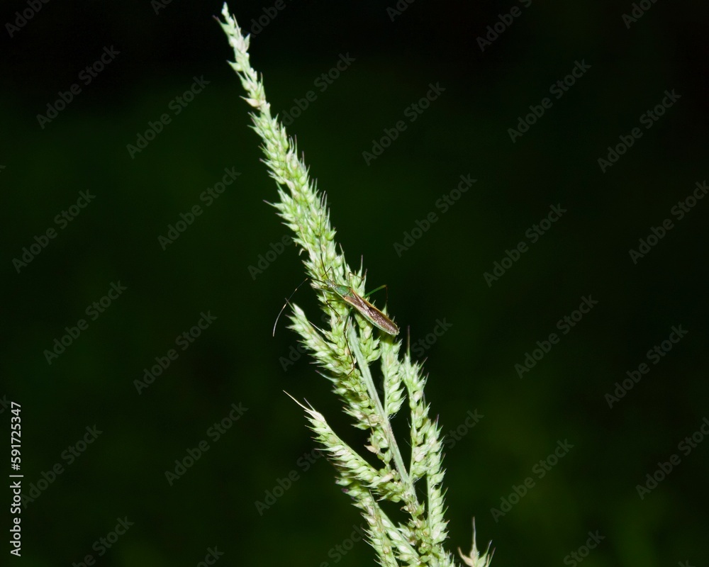close up of grass close up of grass
