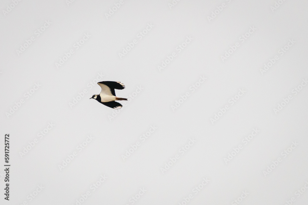 Selective focus photo. northern lapwing bird, Vanellus vanellus. Selective focus photo. northern lapwing bird, Vanellus vanellus.