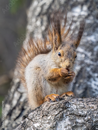 The squirrel with nut sits on a branches in the spring or summer.