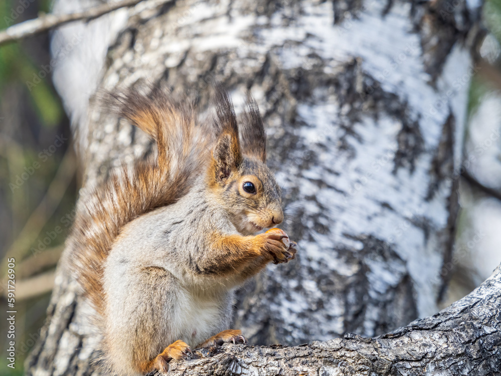 The squirrel with nut sits on a branches in the spring or summer. The squirrel with nut sits on a branches in the spring or summer.