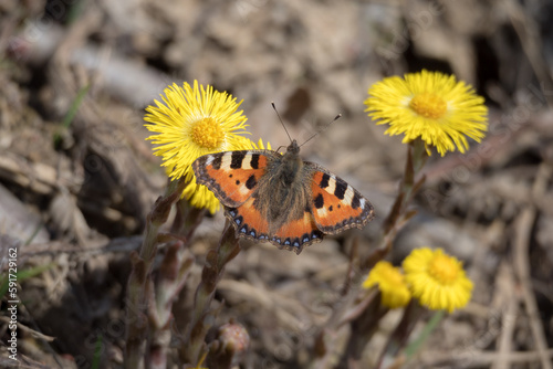 bright butterfly on a coltsfoot flower