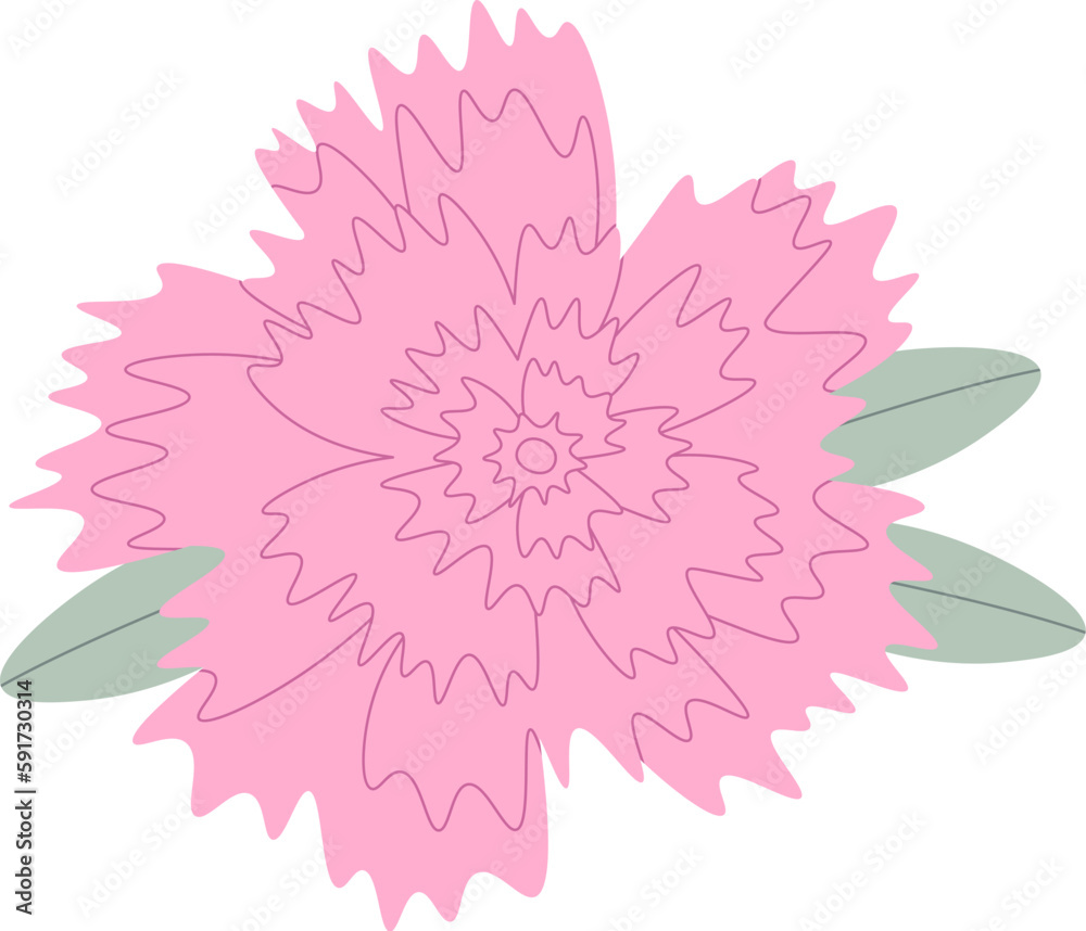 Fototapeta premium Carnation Flower With Leaves