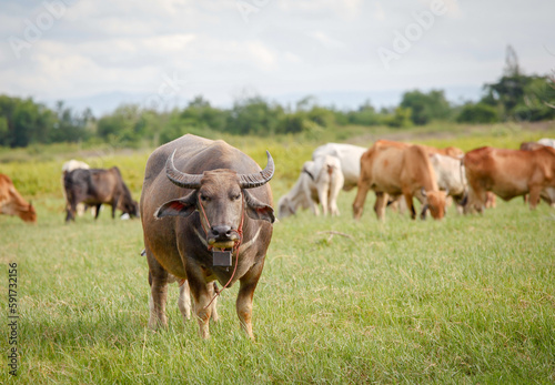 Asian local buffalo on grass field © anurakss