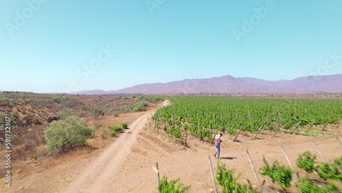 Vintner At Work Overseeing Vineyards In Limari Valley, Chile, Ensuring Healthy Growth Of Vines And High-Quality Grape Production. low aerial photo