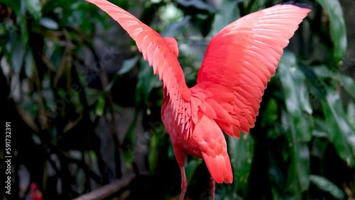 Close up of a Red scarlet ibis standing on a branch and looking around . High quality 4k footage photo