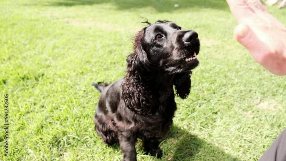 Black springer spaniel dog gives paw to owner Black springer spaniel dog gives paw to owner