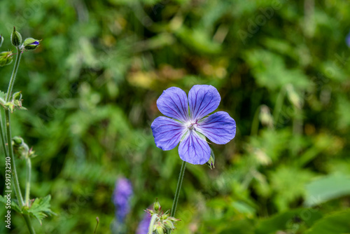 blue flowers in the garden