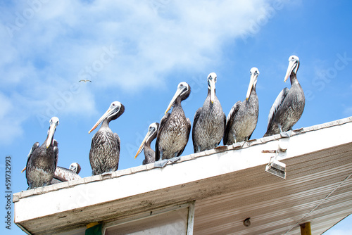 Pelicanos sobre el techo