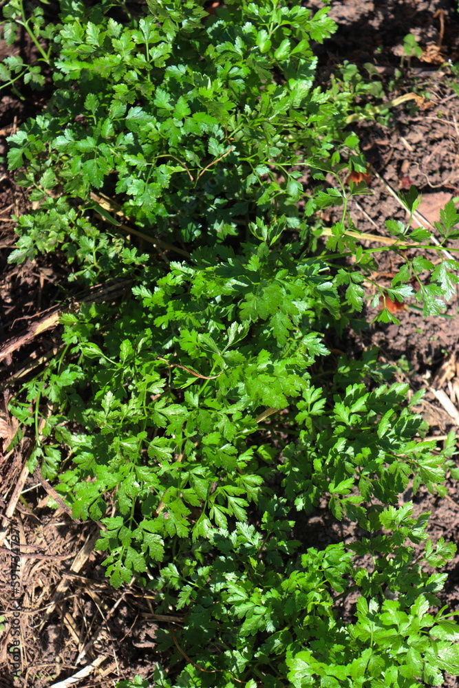 Parsley grows in the garden Parsley grows in the garden