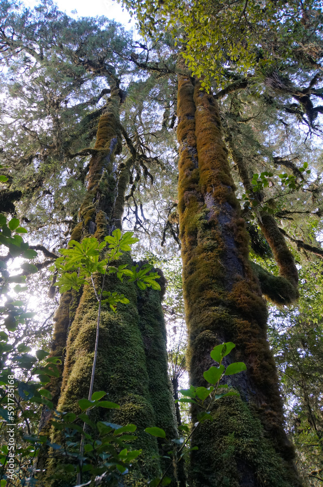 Fototapeta premium Tall moss covered trees in lush green native forest on the West Coast of New Zealand