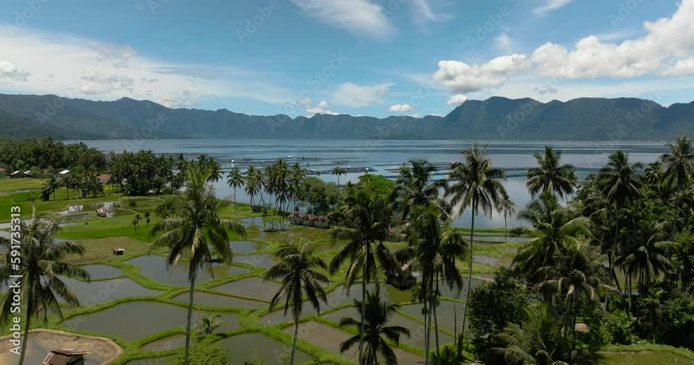 Aerial drone of rice fields and farmland in the highlands next to the lake Maninjau. Sumatra, Indonesia. Aerial drone of rice fields and farmland in the highlands next to the lake Maninjau. Sumatra, Indonesia.