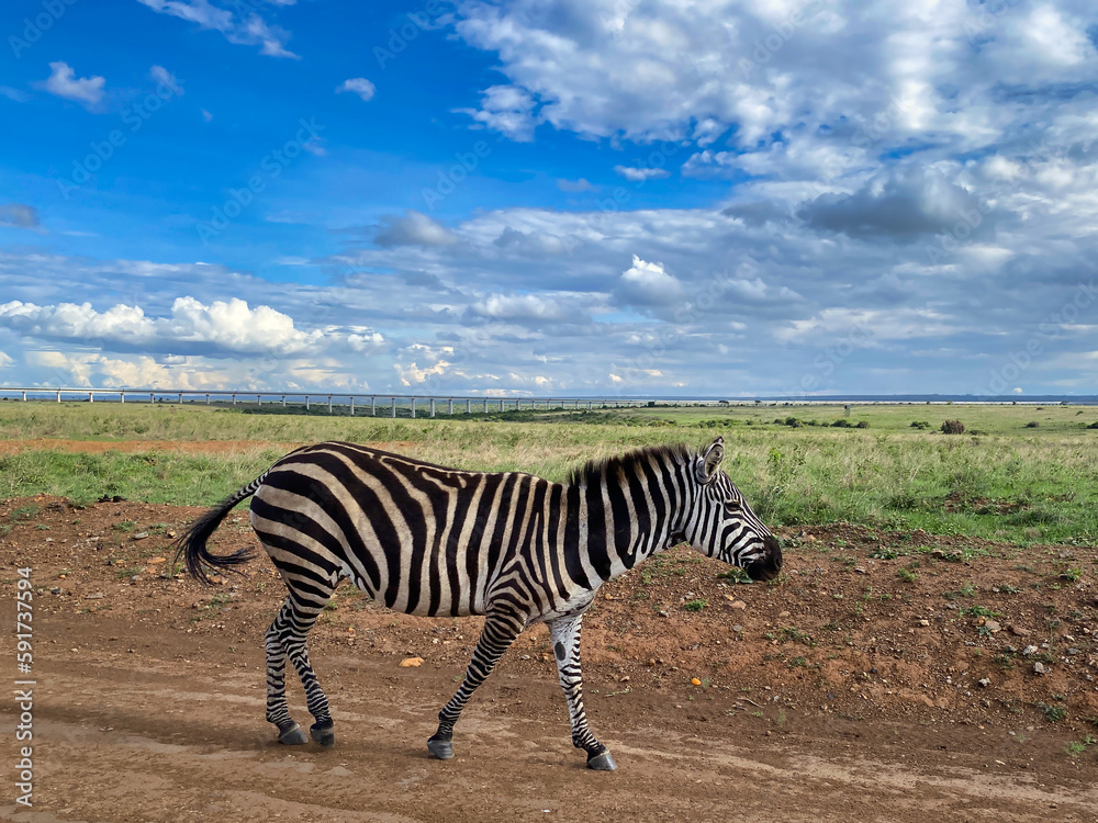Obraz premium Zebra in the Park