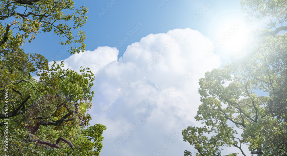 Obraz premium 春・初夏・夏の晴天太陽の日差しに照らされた新緑の木々の葉とさわやかな青空、入道雲の背景 アウトドア・キャンプ・ゴールデンウィーク・夏休み・祝日のイメージ