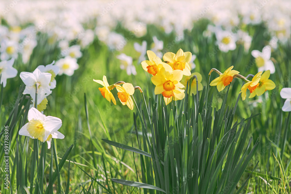 field of white and yellow daffodils in spring sunny day field of white and yellow daffodils in spring sunny day