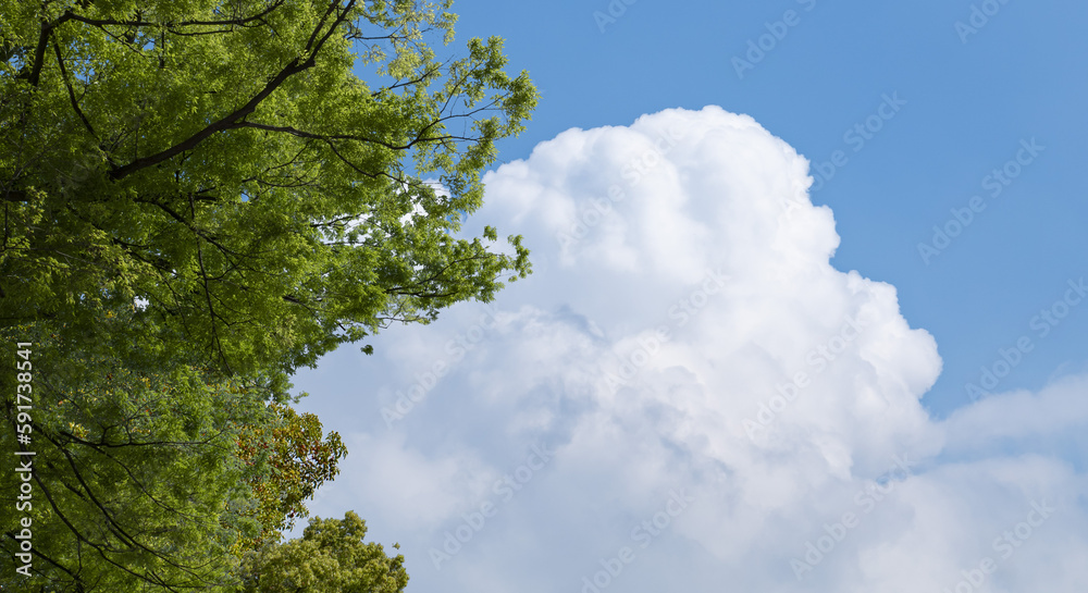 Obraz premium 春・初夏・夏の晴天太陽の日差しに照らされた新緑の木々の葉とさわやかな青空、入道雲の背景 アウトドア・キャンプ・ゴールデンウィーク・夏休み・祝日のイメージ