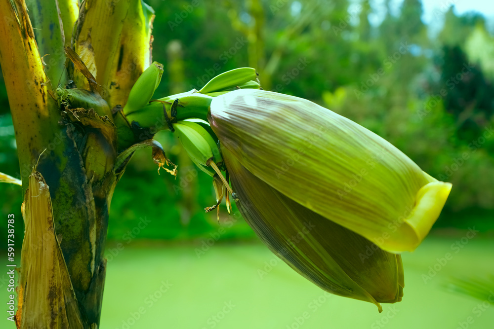 blossom of the banana tree and small green bananas in the garden. Banana flower and bunch of