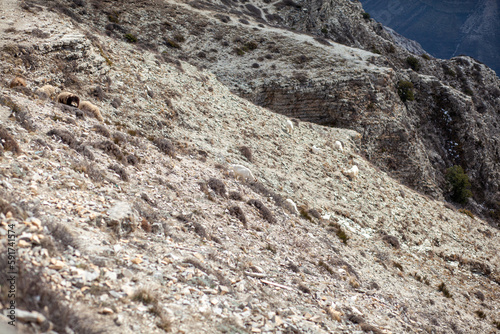 Goats are resting in the rocks on the mountainside. White goats walk and graze on a steep mountainside in Dagestan, Russia.
