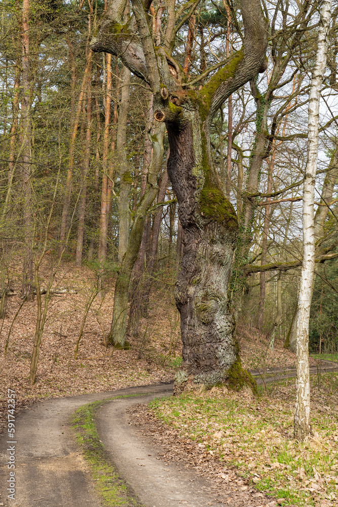 Obraz premium Alte Eiche am Wanderweg in der Oberlausitzer Heide- und Teichlandschaft 2