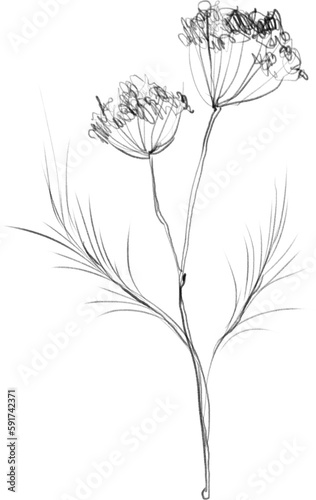 Lineart flower  floral botanical illustration  sketch 