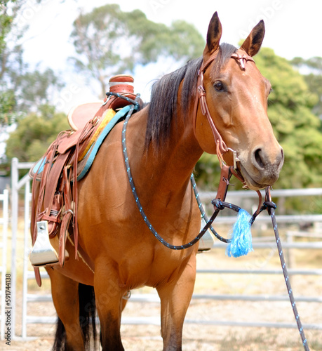 Quarter horse with saddle