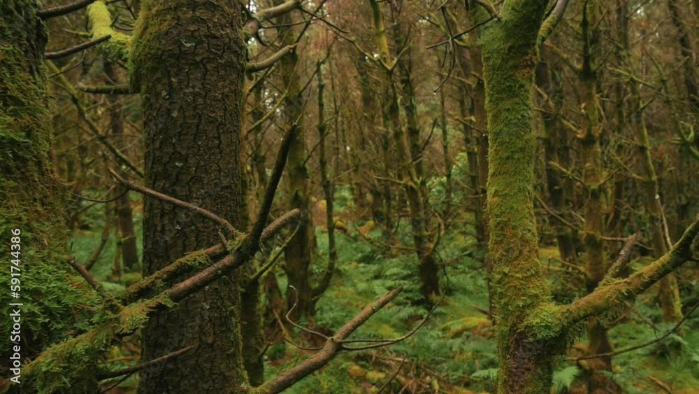 Slowly moving through mossy trees in a dense Irish forest. Slowly moving through mossy trees in a dense Irish forest.