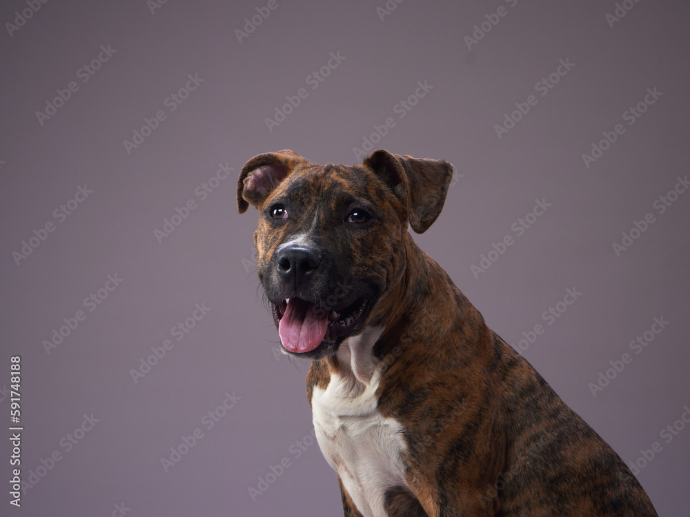 dog on a gray background. puppy Brindle Staffordshire Terrier in a photo studio. Pet indoors dog on a gray background. puppy Brindle Staffordshire Terrier in a photo studio. Pet indoors