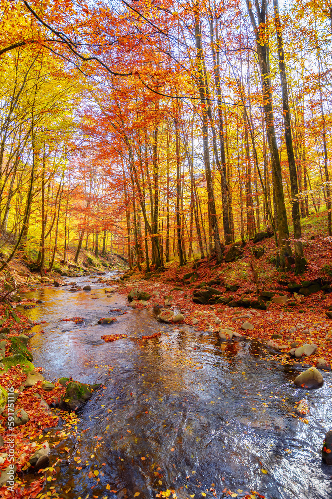 water stream in the forest. beautiful nature scenery in autumn. trees in colorful foliage on a sunny day water stream in the forest. beautiful nature scenery in autumn. trees in colorful foliage on a sunny day