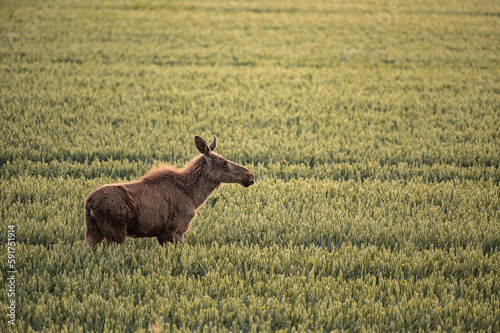 Junger Elch im Kornfeld