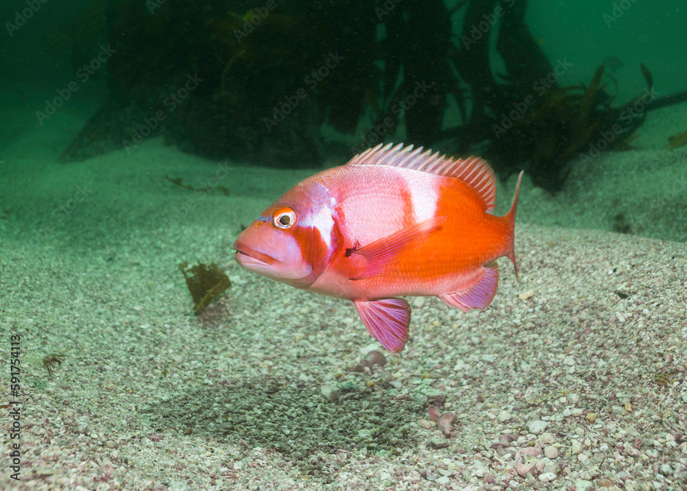 A bright coloured Red Roman or Seabream fish (Chrysoblephus laticeps) warning with fin up A bright coloured Red Roman or Seabream fish (Chrysoblephus laticeps) warning with fin up