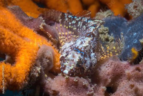 A Cape triplefin blenny fish underwater (Cremnochorites capensis) facing the camera camouflaged on the reef