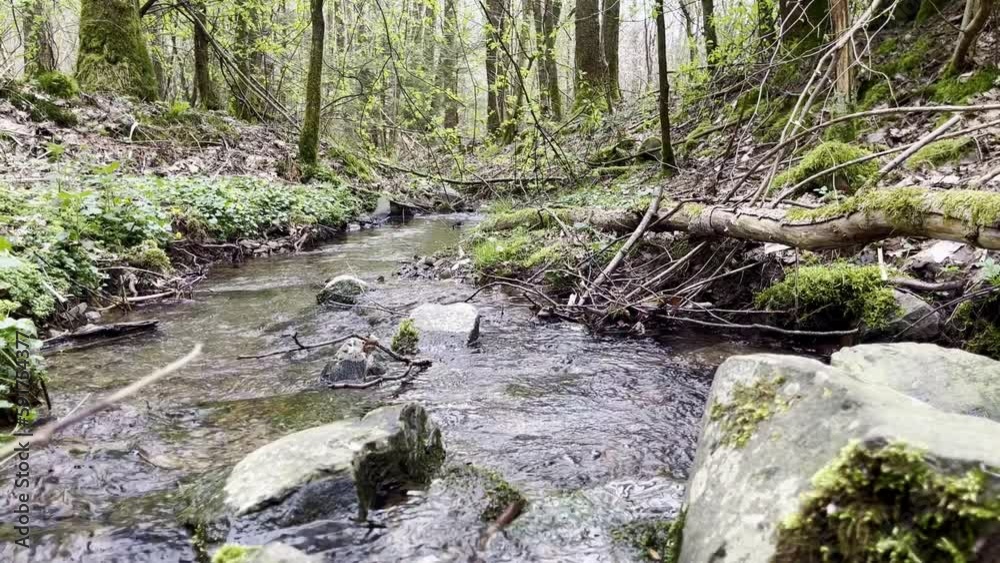 small stream with lots of moss and stones in an old wlad small stream with lots of moss and stones in an old wlad
