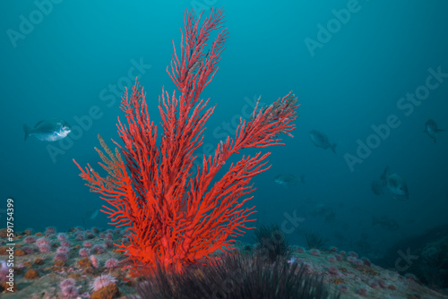 Large bright red orange Palmate sea fan (Leptogoria palma) growing on the reef