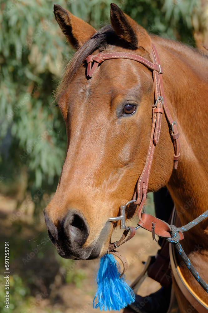 Fototapeta premium portrait of a horse