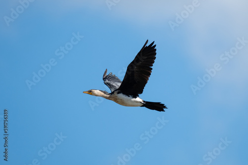 Cormorant in flight
