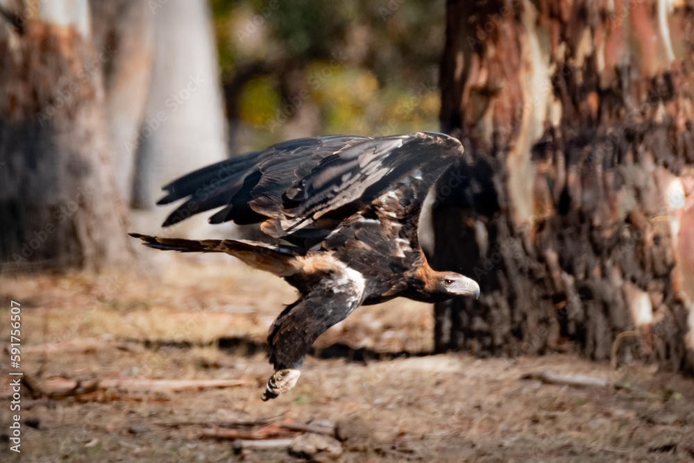 Naklejka premium Wedgetail eagle 