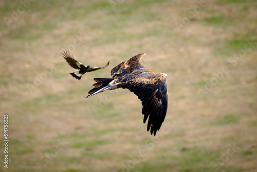 Wedgetail eagle in flight being chased by a magpie  photo