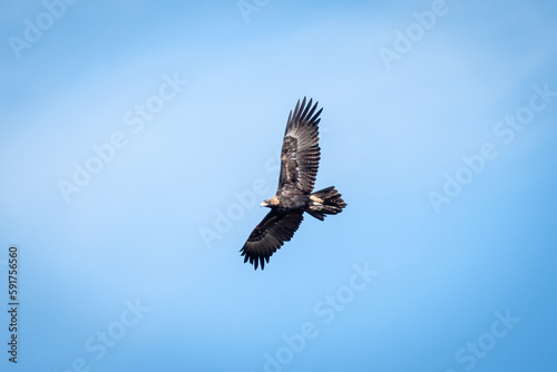 Wedgetail eagle in flight