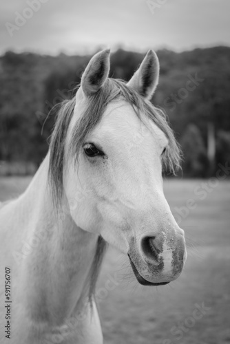 white horse portrait